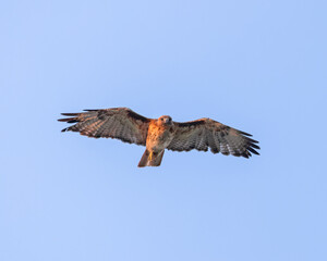 A Red-tailed Hawk in flight during Wyoming's golden hour.