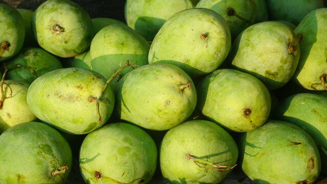 Pile of green unripe mango fruit. Focus selected