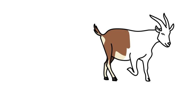 goats Sketch and 2d animated, animals