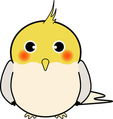 可愛いオカメインコ