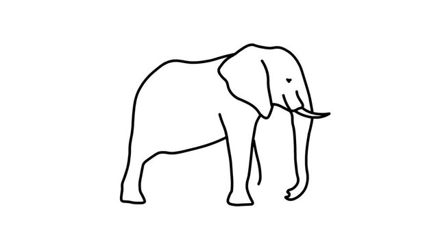 elephant Sketch and 2d animated