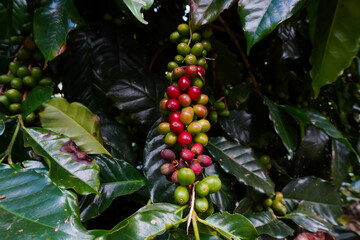 Selective focus Farmers who grow Arabica coffee beans on the farm Harvest Robusta Berries harvest...
