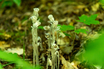 Ghost Pipes ~ Monotropa uniflora
