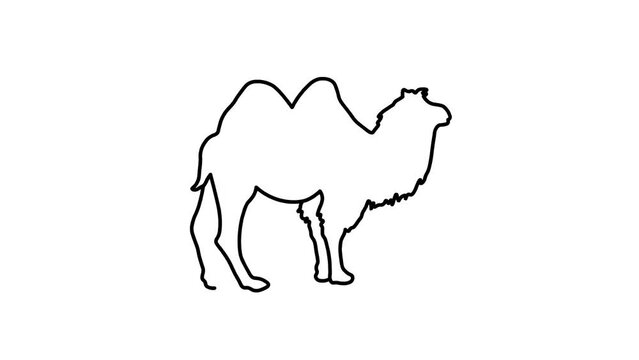 Camel Sketch and 2d animated, animal 