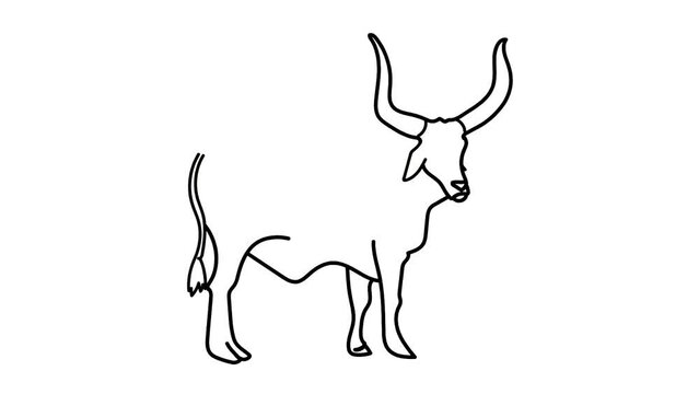 bull Sketch and 2d animated