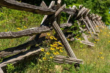 Split rail fence and rudbeckia flowers