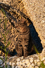 テトラポットから周りを警戒する野良猫