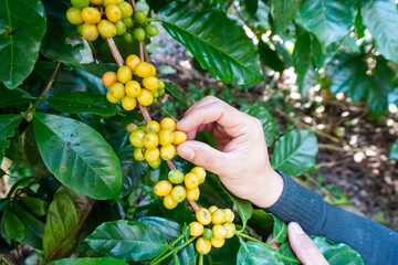 Selective focus Farmers who grow Arabica coffee beans on the farm Harvest Robusta Berries harvest...
