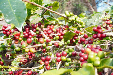 Selective focus Farmers who grow Arabica coffee beans on the farm Harvest Robusta Berries harvest concept