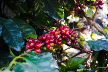 Selective focus Farmers who grow Arabica coffee beans on the farm Harvest Robusta Berries harvest concept