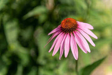 Echinacea Purple Cone Flower Sea Urchin