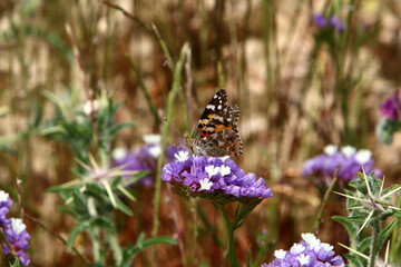 Summer flowers in a city park in northern Israel.