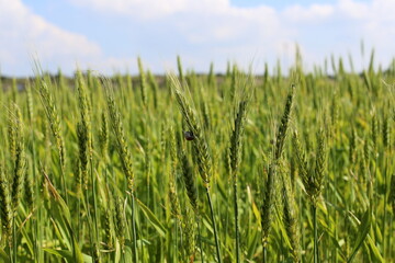 Summer flowers in a city park in northern Israel.