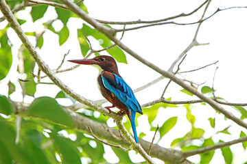 kingfisher on branch