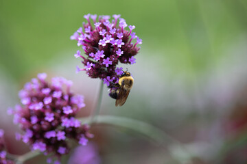 bee on a flower