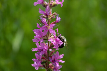 Obraz na płótnie Canvas bee on a flowers in the garden