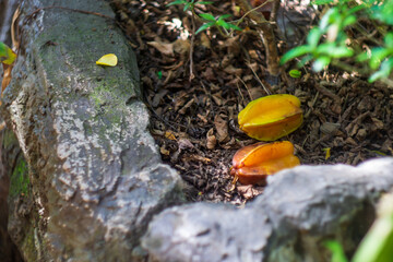 star fruit on the ground garden