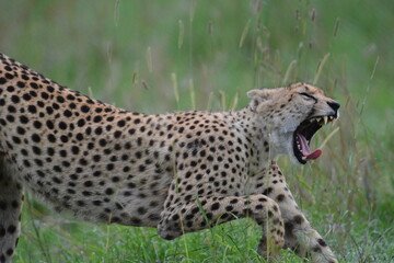 Beautiful Cheetah in the Serengeti, Tanzania, Africa