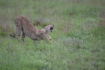Beautiful Cheetah in the Serengeti, Tanzania, Africa