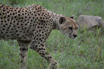 Beautiful Cheetah in the Serengeti, Tanzania, Africa