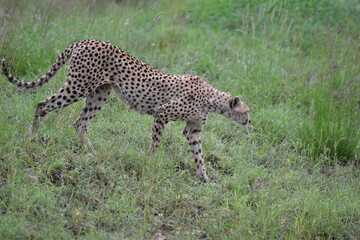 Beautiful Cheetah in the Serengeti, Tanzania, Africa