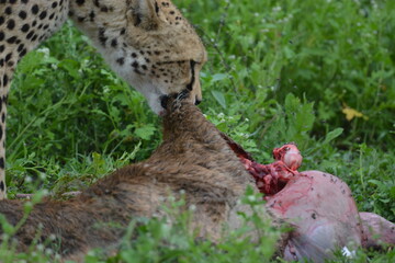 Beautiful Cheetah in the Serengeti, Tanzania, Africa
