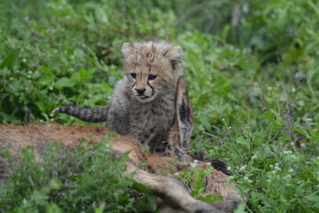 Obraz premium Beautiful Cheetah in the Serengeti, Tanzania, Africa