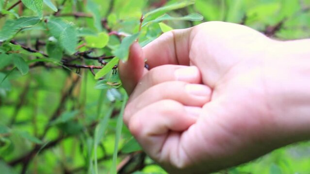 close-up of hands picking a honeysuckle berry from a bush