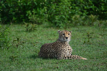 Beautiful Cheetah in the Serengeti, Tanzania, Africa