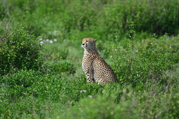 Beautiful Cheetah in the Serengeti, Tanzania, Africa