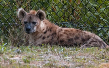 Foto auf Acrylglas Spotted Hyena (Crocuta Crocuta) At Animal Protection Center With Fence Background, Sub-Saharan Native © Gentle.Cam