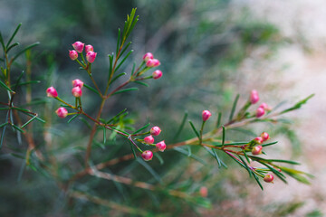 native Australian Geraldton Wax plant outdoor in beautiful tropical backyard