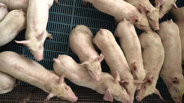 Top down view of pigs on slats in industrial factory farm. Animals stand on slats. Inhumane treatment of swine.