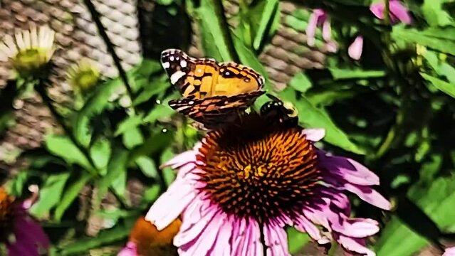 A Painted Lady Butterfly competes with a Bumble Bee collecting Pollen from Purple Corn Flowers