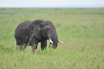 Naklejka na ściany i meble African Elephants in Serentegti, tanzania