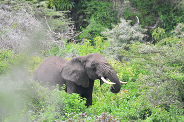 African Elephants in Serentegti, tanzania