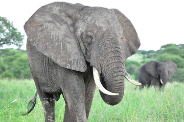 elephant, family, herd, king, large, animal, wild, wildlife, safari, mammal, nature, grass, africa, tanzania, serengeti, animals, green, spring © Steve