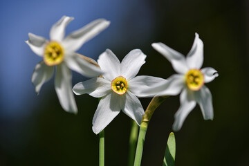 Narzissenblüten