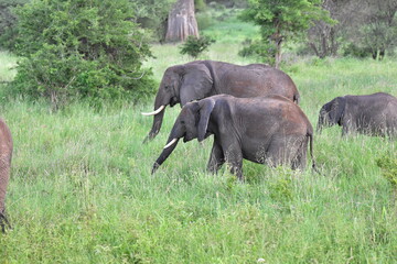Fototapeta premium elephant, family, herd, king, large, animal, wild, wildlife, safari, mammal, nature, grass, africa, tanzania, serengeti, animals, green, spring