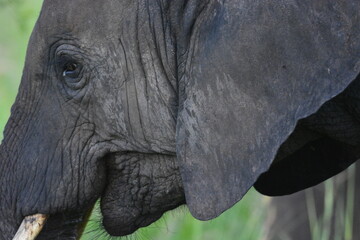 elephant, family, herd, king, large, animal, wild, wildlife, safari, mammal, nature, grass, africa, tanzania, serengeti, animals, green, spring © Steve