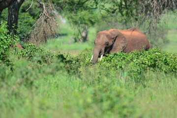 Fototapeta premium elephant, family, herd, king, large, animal, wild, wildlife, safari, mammal, nature, grass, africa, tanzania, serengeti, animals, green, spring