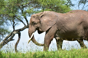 Fototapeta premium elephant, family, herd, king, large, animal, wild, wildlife, safari, mammal, nature, grass, africa, tanzania, serengeti, animals, green, spring