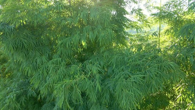 Bamboo Grove. Bamboo is a Carbon Replacement Champion