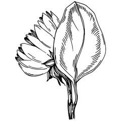 Sunflower summer. Isolated botanical flower, leaves. Black and white engraved sketch ink art. Leaf plant botanical garden floral foliage. Wildflower drawing leaf illustration element.