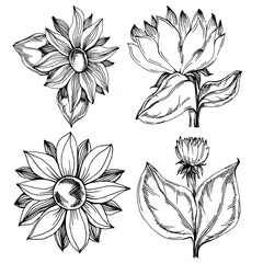 Sunflower summer. Isolated botanical flower, leaves. Black and white engraved sketch ink art. Leaf plant botanical garden floral foliage. Wildflower drawing leaf illustration element.