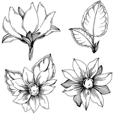 Sunflower summer. Isolated botanical flower, leaves. Black and white engraved sketch ink art. Leaf plant botanical garden floral foliage. Wildflower drawing leaf illustration element.