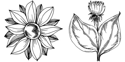 Sunflower summer. Isolated botanical flower, leaves. Black and white engraved sketch ink art. Leaf plant botanical garden floral foliage. Wildflower drawing leaf illustration element.