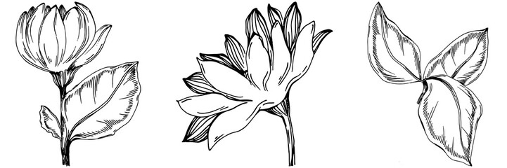 Sunflower summer. Isolated botanical flower, leaves. Black and white engraved sketch ink art. Leaf plant botanical garden floral foliage. Wildflower drawing leaf illustration element.