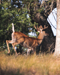 Running Buck Deer