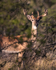 Hiding Buck